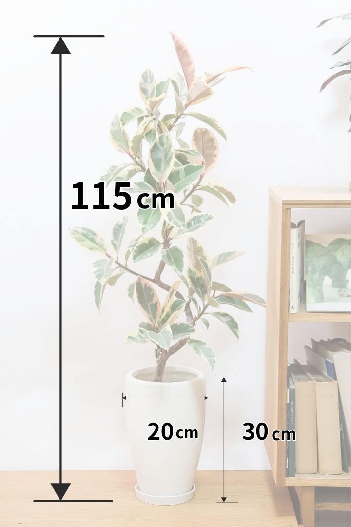 【フィカス ティネケ】全高115cmのBIGサイズ！このサイズは今回の個体がラストのの入荷です！スタイリッシュな樹形なのでインテリアにピッタリ♪