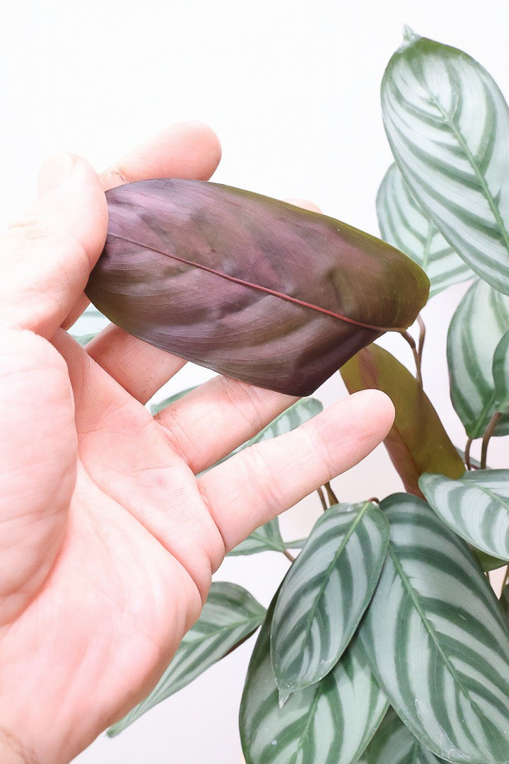【クテナンテ セトサ コンパクタ】全高52cmのかわいいサイズ！シルバーグレーが美しい！普通のセトサよりコンパクトでギュッとまとまったタイプです！