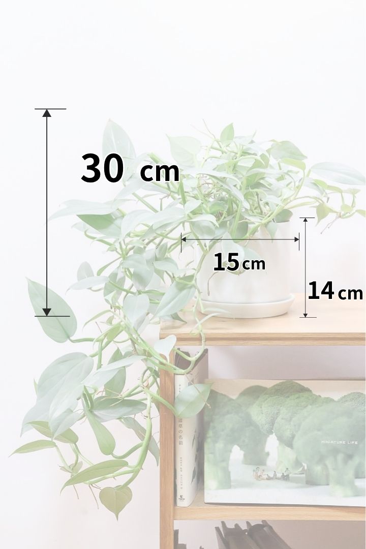 【シルバーメタル】全高30cmのロングタイプ！ここまでロングな個体は見たことがありません！次回の入荷は無いのでお見逃しなく！