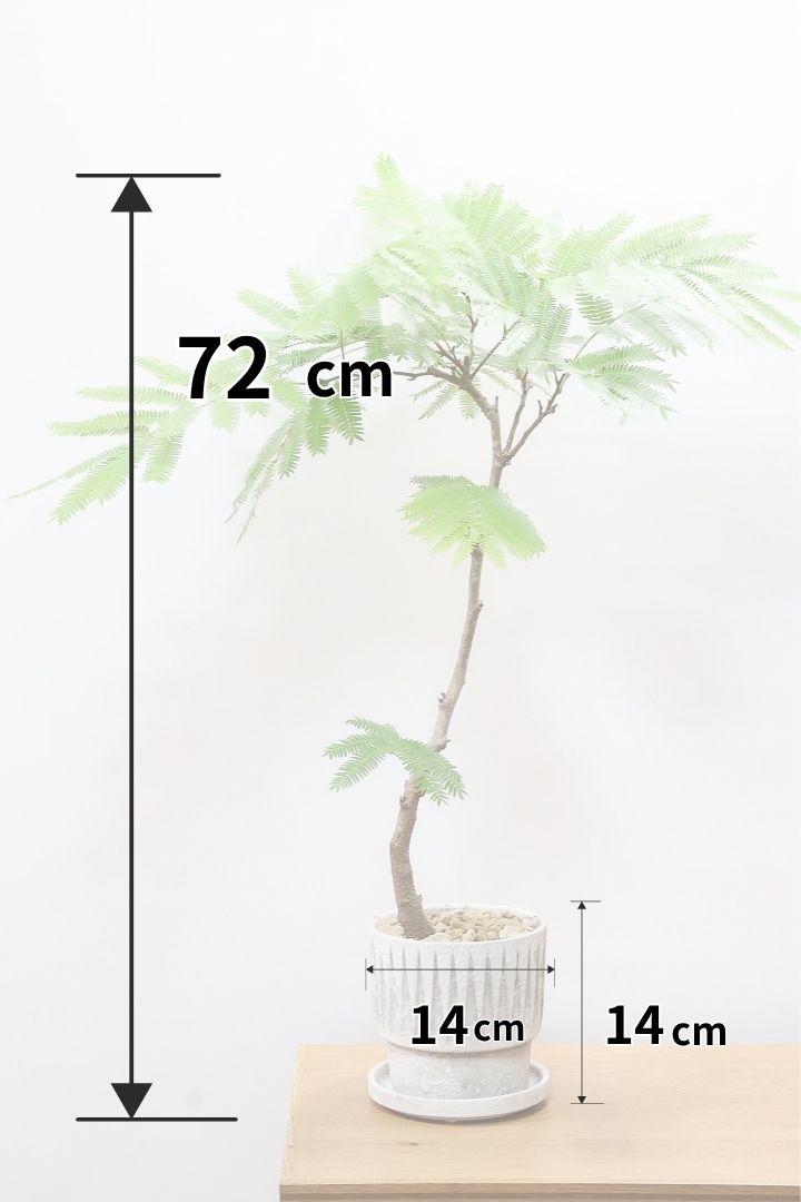 【エバーフレッシュ】全高72cmの趣のある樹形！作り込まれた雰囲気のある素敵な樹形！葉数も多くボリュームがありますよ！