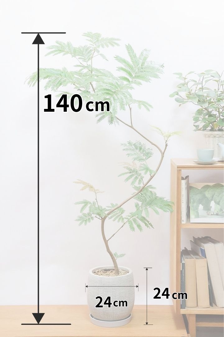 【エバーフレッシュ】全高140cmのBIGサイズ！なんとも趣のある素晴らしい樹形！これはスタイリッシュでイイ感じだと思いますよ！