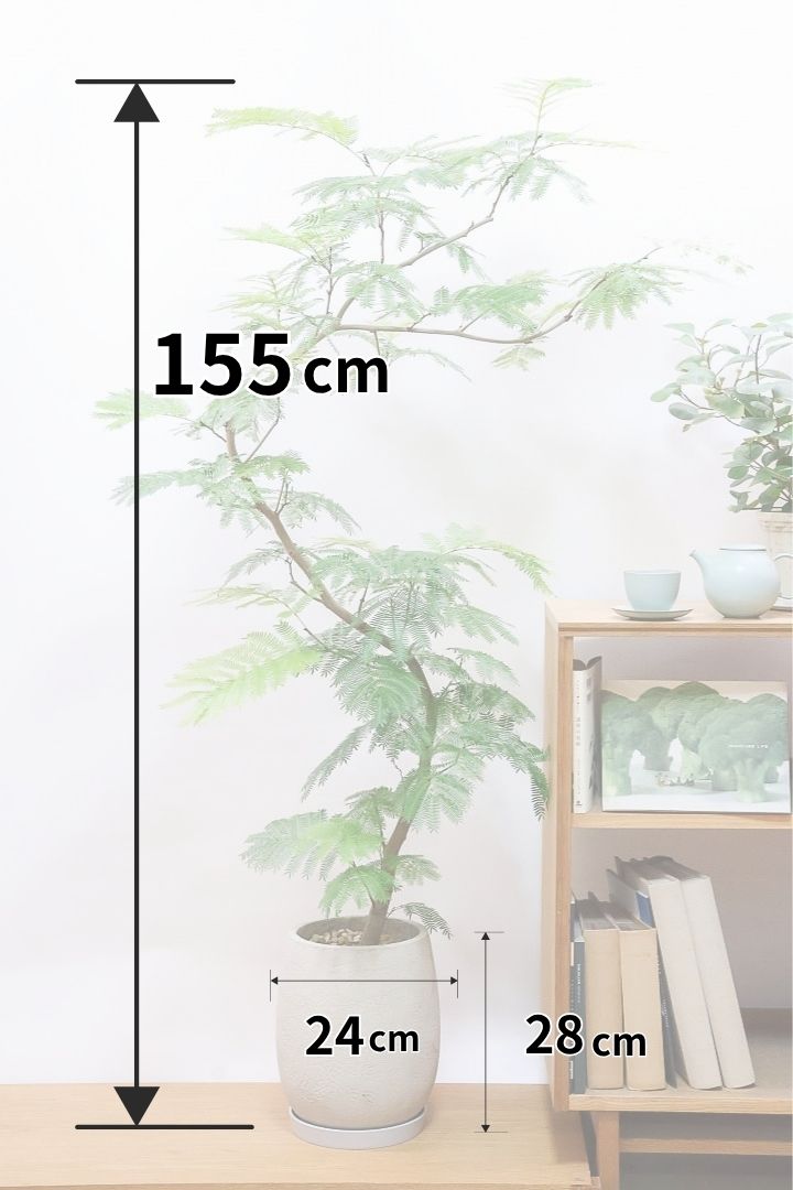 【エバーフレッシュ】全高155cmの大きく左右にカーブした幹！これほどスタイリッシュな樹形は他にないと思います！