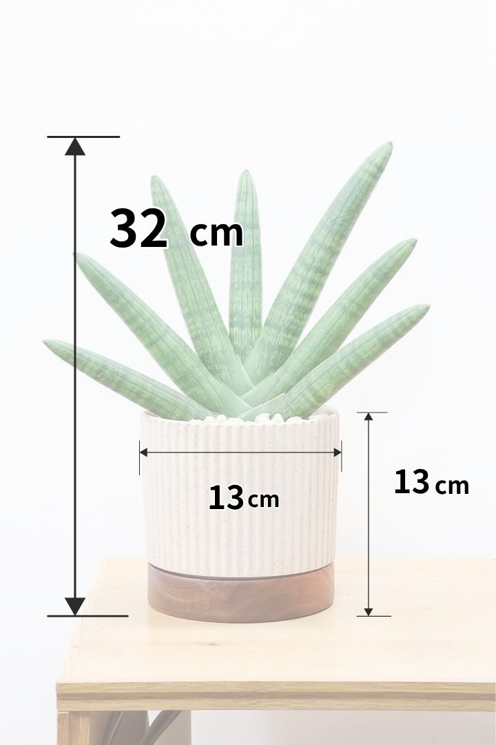【サンスベリア ボンセレンシス】高さ32cmのかわいいサイズ感！木製の受け皿がイ￥いいアクセントになっています！扇状に生長するフォルムがカッコいいボンセレンシス！