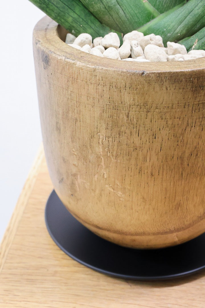 【サンスベリア ボンセレンシス 】全高32cmのバランスがイイ感じの個体！しかも人気の木製のPOTです！全体のフォルムがとても美しい最高の個体なんですよ！