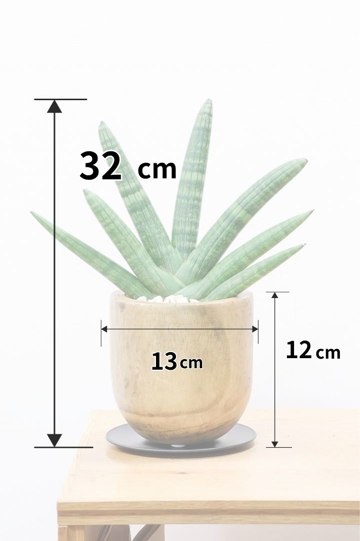 【サンスベリア ボンセレンシス 】全高32cmのバランスがイイ感じの個体！しかも人気の木製のPOTです！全体のフォルムがとても美しい最高の個体なんですよ！