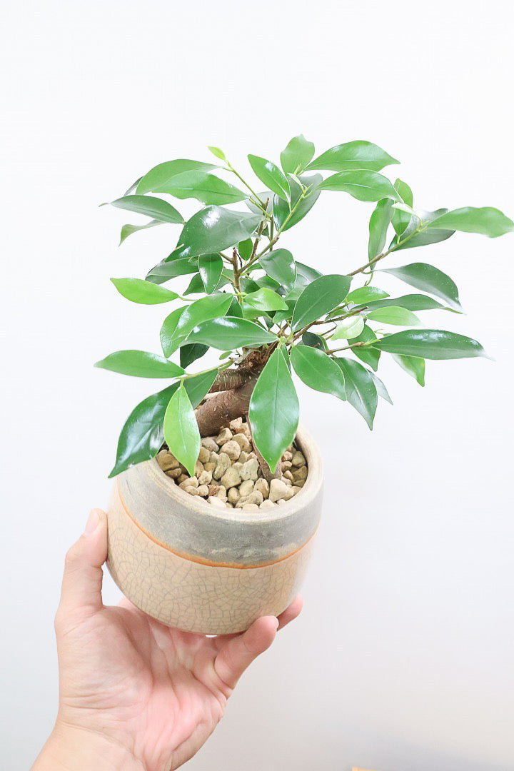 【ガジュマル】全高29cmのかわいいサイズ！杖をついたような幹がカワイイ♪見ていて飽きることがないかわいい樹形です！