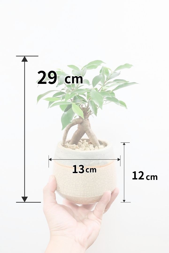 【ガジュマル】全高29cmのかわいいサイズ！杖をついたような幹がカワイイ♪見ていて飽きることがないかわいい樹形です！