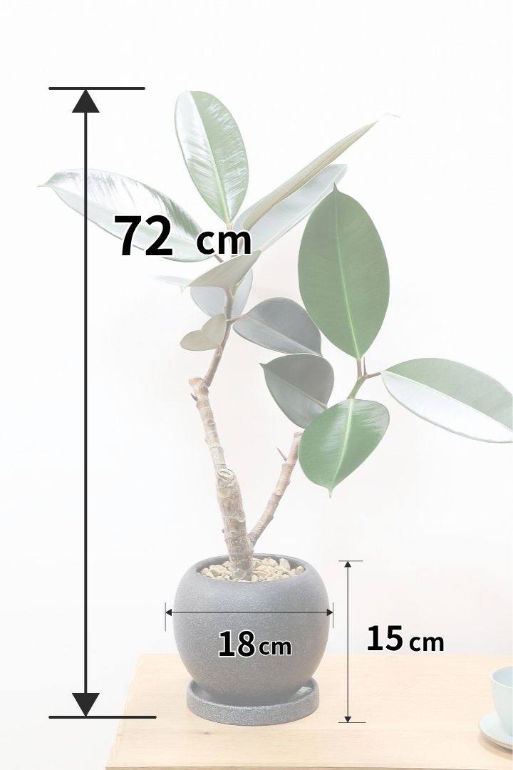 初めてでもできるゴムの木の取り木| 観葉植物の基礎知識|APEGO
