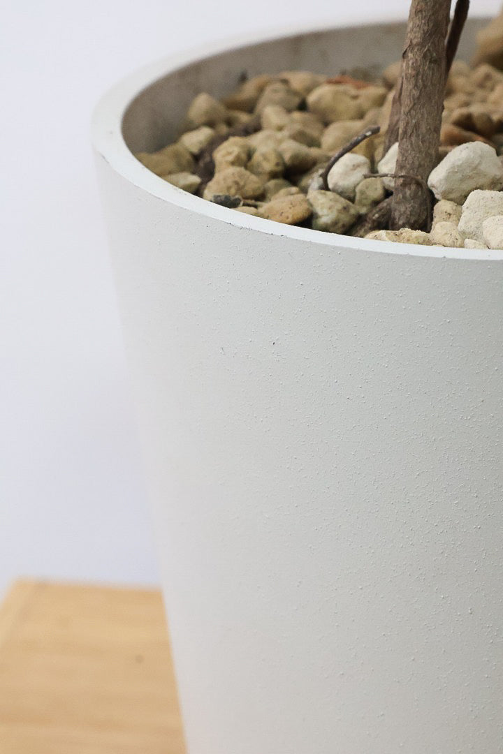 【シェフレラ コンパクタ】高さ78cmの個性てKな樹形！今回はシンプルなプラスチック製のシンプルなPOTに合わせました！とにかく幹が凄くカッコいい！特に株元なんかは年季を感じますよ！