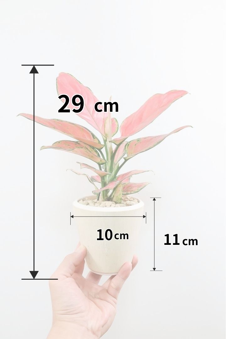 【アグラオネマ オースピシャスレッド】高さ29cmのかわいすぎる葉色♪甘い葉色が人気のあまり出回らない希少な品種です