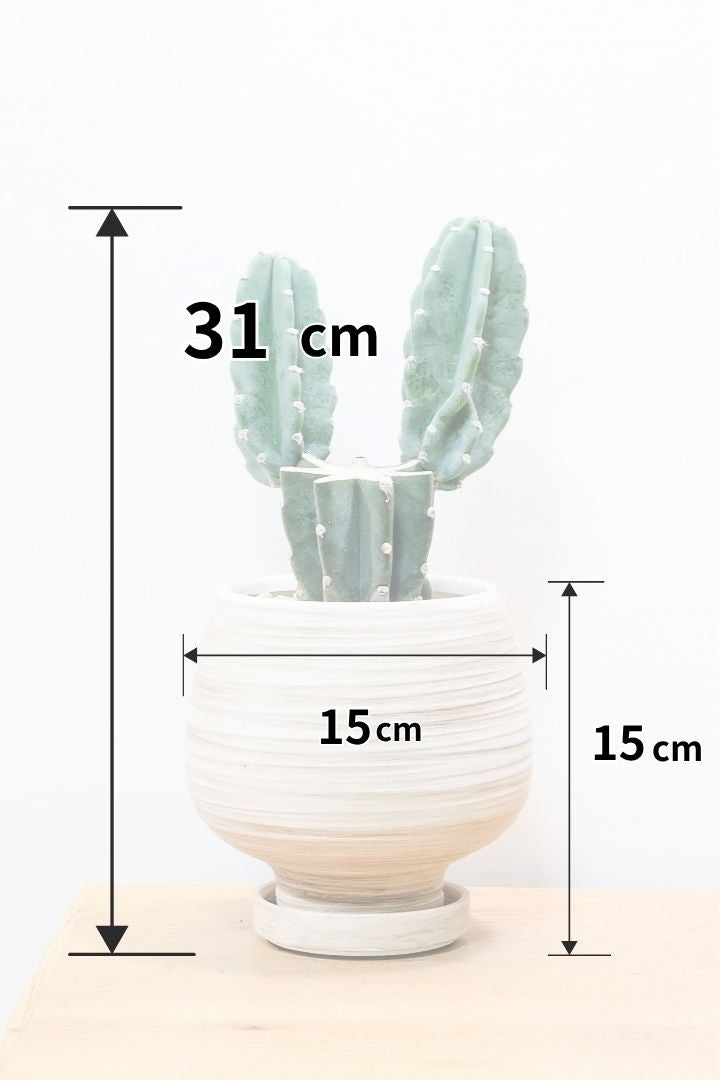 【サボテン 鬼面角】高さ31cmの個性的なブランチタイプ！カットすることで新しい葉が出てこのような樹形になります！