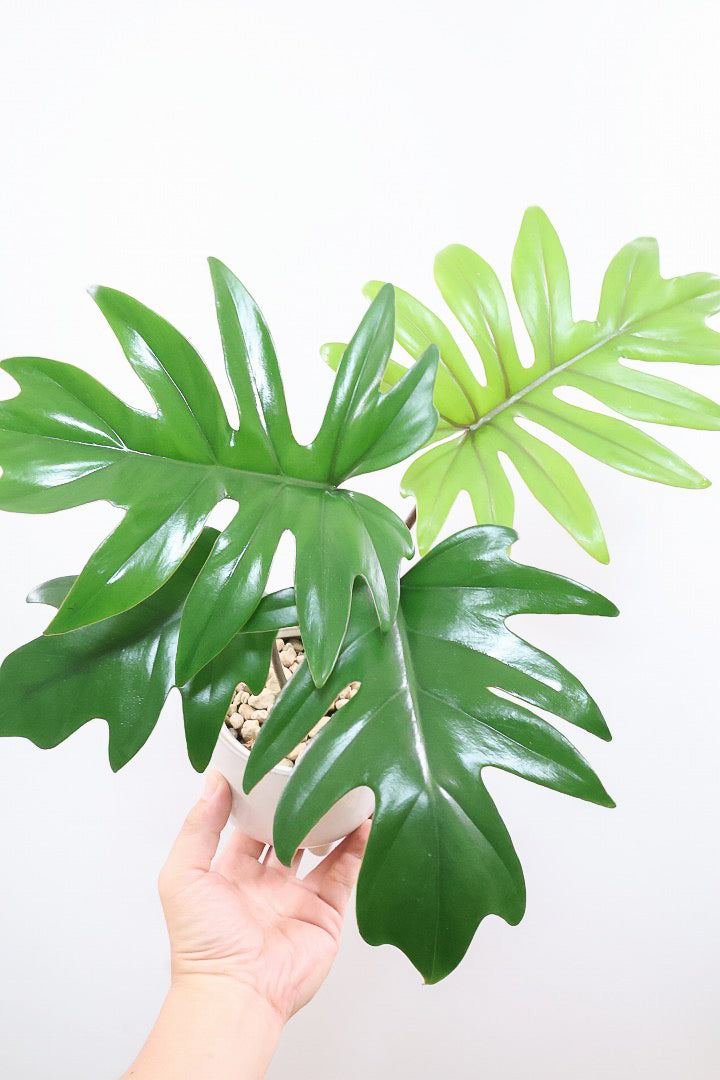 【フィロデンドロン マヨイタヒチ】高さ36cmのかわいいサイズ感！かわいいデザインの脚付きのPOT！かわいいギザギザの葉が特徴です！ボリュームもありますよ！