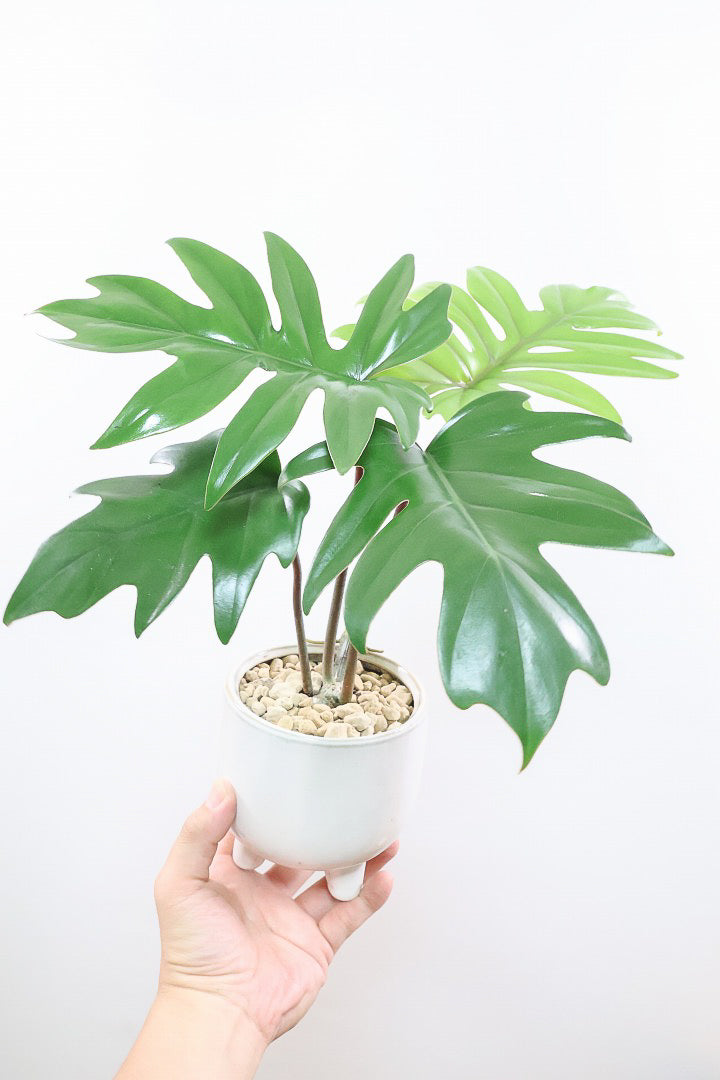 【フィロデンドロン マヨイタヒチ】高さ36cmのかわいいサイズ感！かわいいデザインの脚付きのPOT！かわいいギザギザの葉が特徴です！ボリュームもありますよ！