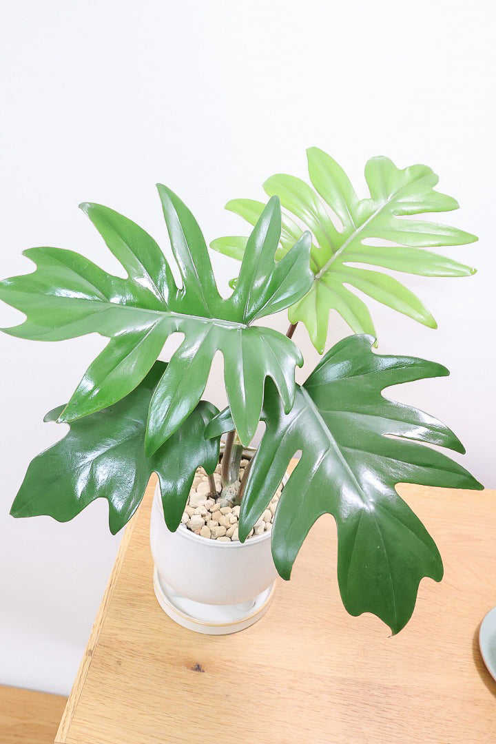 【フィロデンドロン マヨイタヒチ】高さ36cmのかわいいサイズ感！かわいいデザインの脚付きのPOT！かわいいギザギザの葉が特徴です！ボリュームもありますよ！