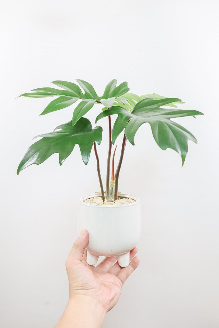 【フィロデンドロン マヨイタヒチ】高さ36cmのかわいいサイズ感！かわいいデザインの脚付きのPOT！かわいいギザギザの葉が特徴です！ボリュームもありますよ！