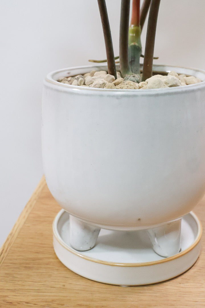 【フィロデンドロン マヨイタヒチ】高さ36cmのかわいいサイズ感！かわいいデザインの脚付きのPOT！かわいいギザギザの葉が特徴です！ボリュームもありますよ！