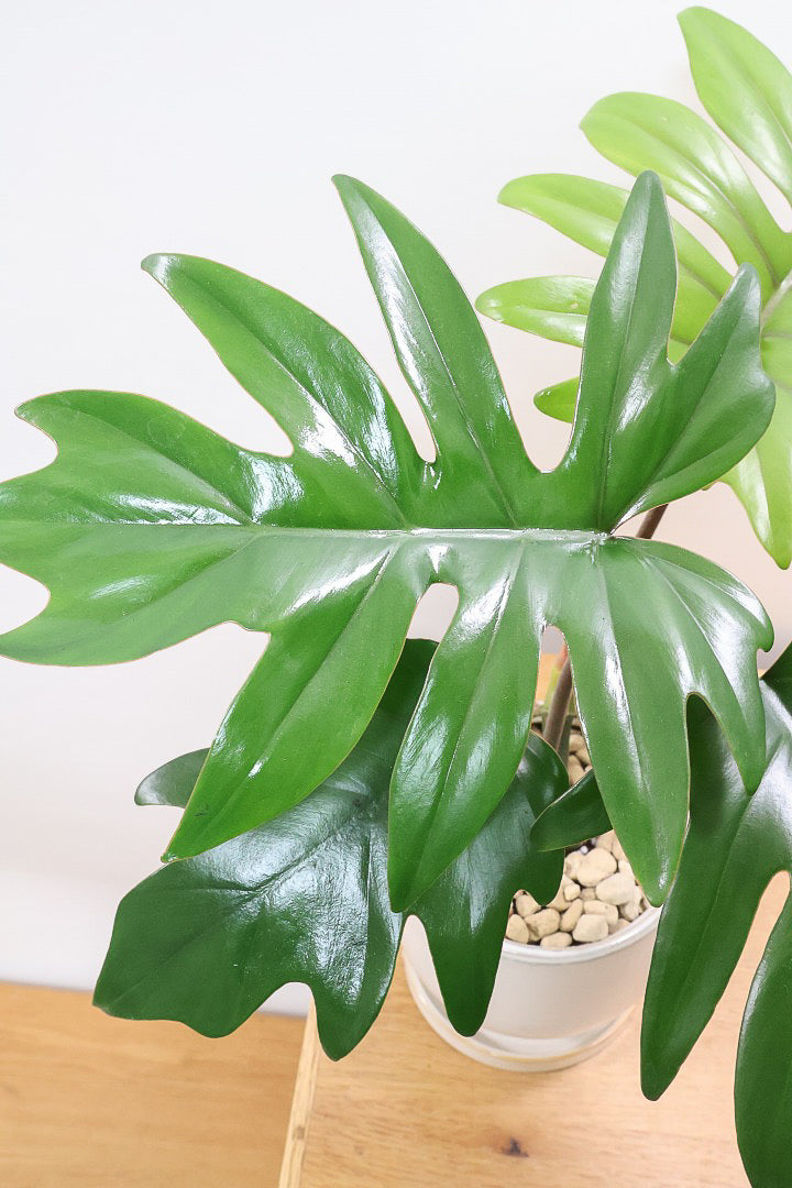 【フィロデンドロン マヨイタヒチ】高さ36cmのかわいいサイズ感！かわいいデザインの脚付きのPOT！かわいいギザギザの葉が特徴です！ボリュームもありますよ！