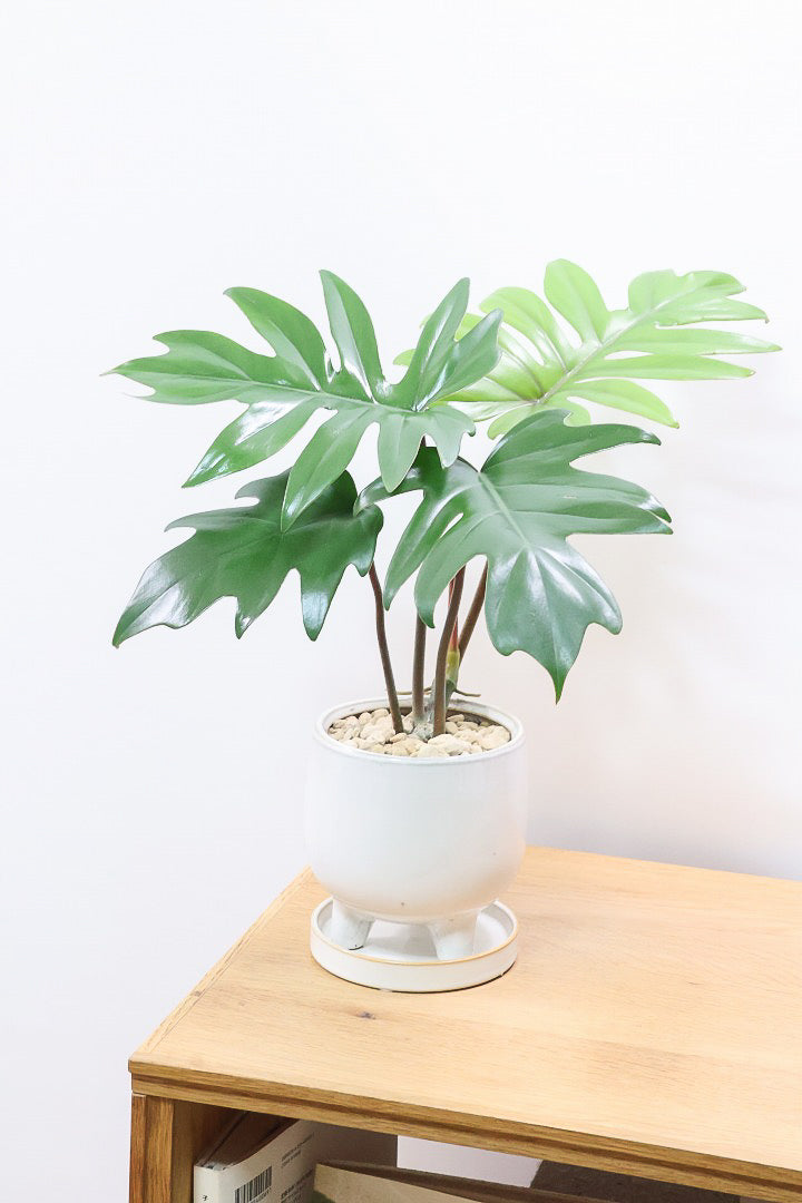 【フィロデンドロン マヨイタヒチ】高さ36cmのかわいいサイズ感！かわいいデザインの脚付きのPOT！かわいいギザギザの葉が特徴です！ボリュームもありますよ！