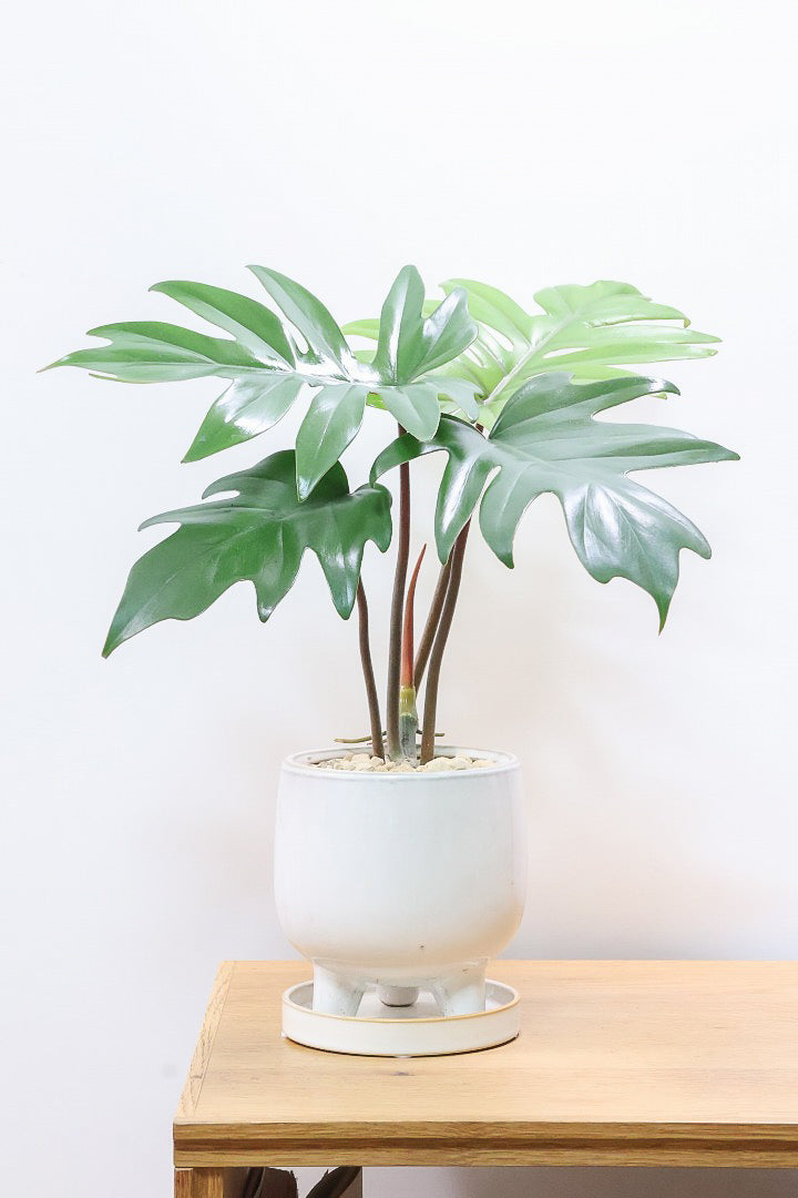 【フィロデンドロン マヨイタヒチ】高さ36cmのかわいいサイズ感！かわいいデザインの脚付きのPOT！かわいいギザギザの葉が特徴です！ボリュームもありますよ！