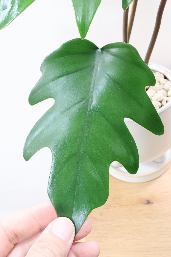 【フィロデンドロン マヨイタヒチ】高さ36cmのかわいいサイズ感！かわいいデザインの脚付きのPOT！かわいいギザギザの葉が特徴です！ボリュームもありますよ！