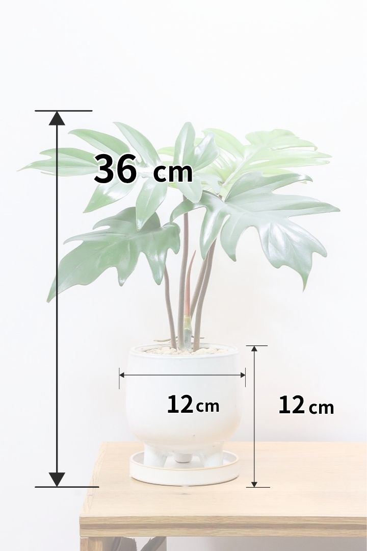 【フィロデンドロン マヨイタヒチ】高さ36cmのかわいいサイズ感！かわいいデザインの脚付きのPOT！かわいいギザギザの葉が特徴です！ボリュームもありますよ！