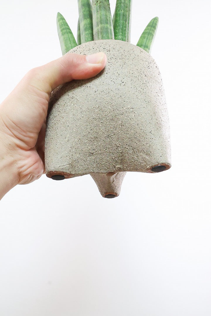 【サンスベリア スタッキー】全高33cmのかわいいサイズ！このPOTとの組み合わせは初めての試み！すごく愛くるしいフォルムに仕上がりました！