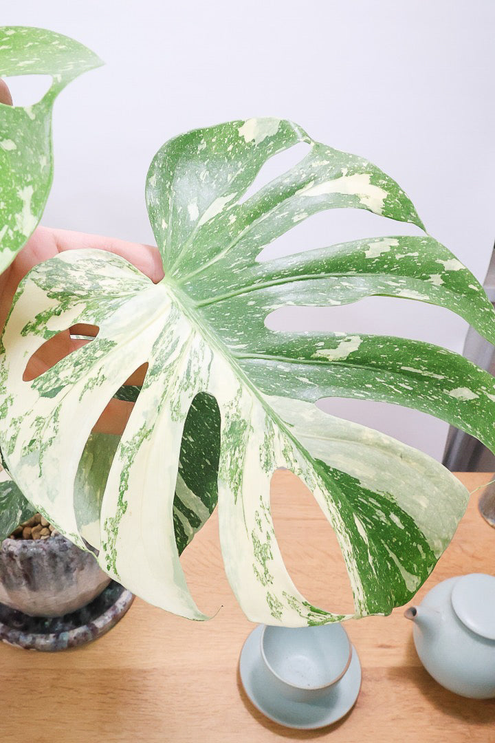モンステラ タイコンステレーションCB62657| 観葉植物の通信販売