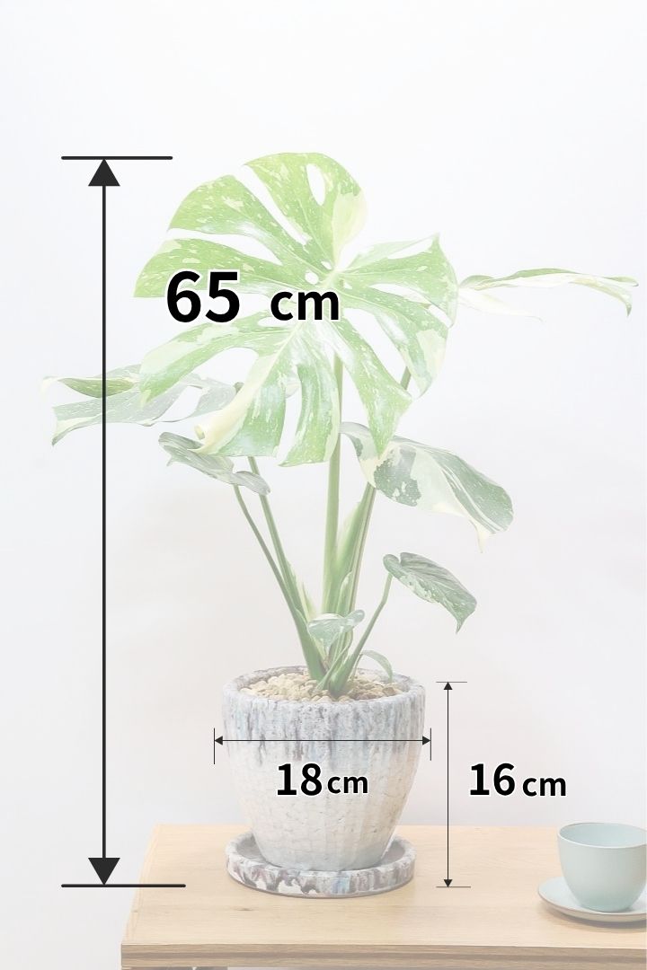 【モンステラ タイコンステレーション】高さ65cm！この切れ込みは素晴らしい！穴も開いているしまさに仕上がった葉っぱです！葉の大きさ、バランス、全てにおいて最高レベルです！