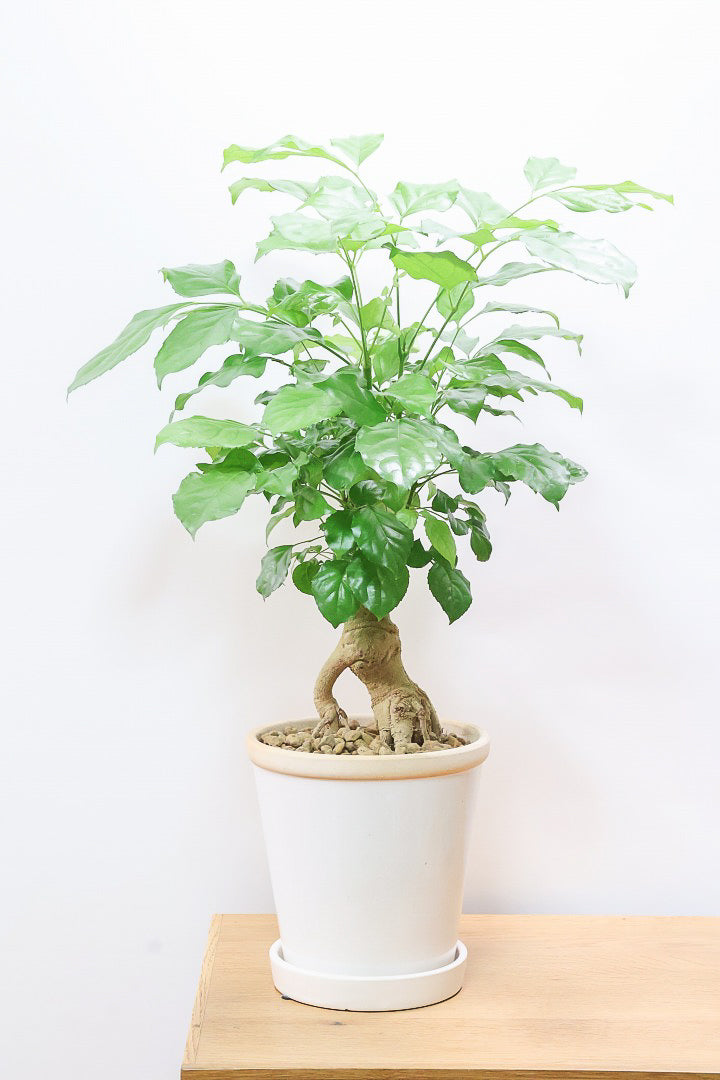 【ヘテロパナックス】全高62cmの個性的な幹！爽やかなホワイトPOT！少しかわいさも残るシンプルな幹！とにかく個性があふれる幹なんです！