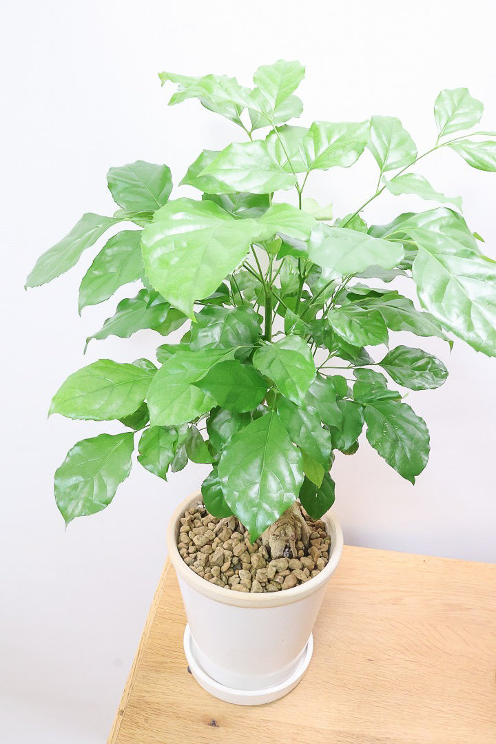 【ヘテロパナックス】全高62cmの個性的な幹！爽やかなホワイトPOT！少しかわいさも残るシンプルな幹！とにかく個性があふれる幹なんです！