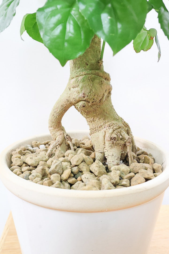 【ヘテロパナックス】全高62cmの個性的な幹！爽やかなホワイトPOT！少しかわいさも残るシンプルな幹！とにかく個性があふれる幹なんです！