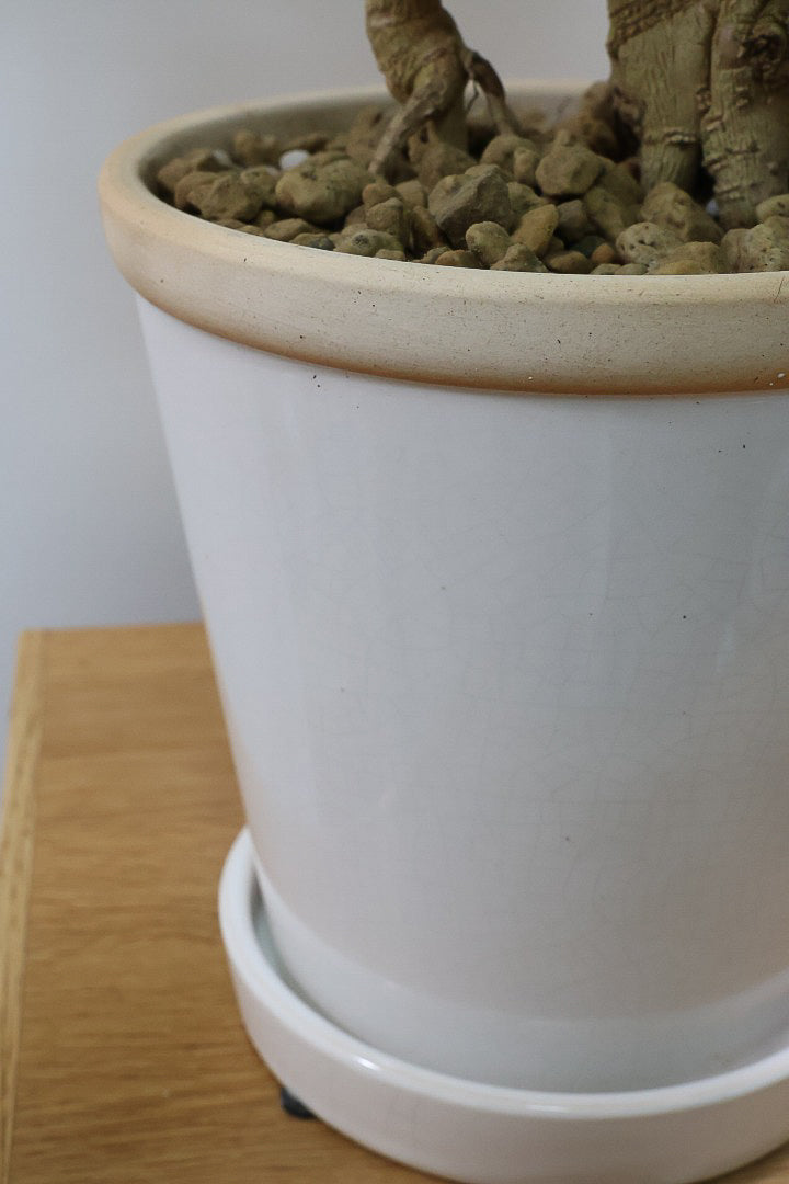 【ヘテロパナックス】全高62cmの個性的な幹！爽やかなホワイトPOT！少しかわいさも残るシンプルな幹！とにかく個性があふれる幹なんです！