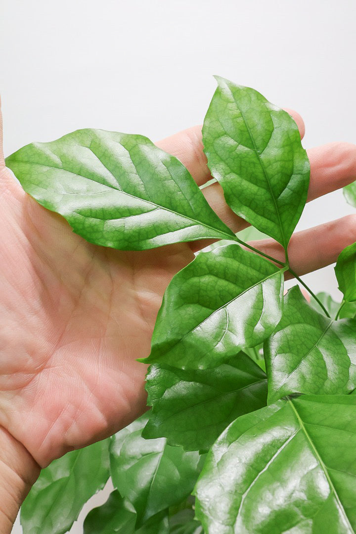 【ヘテロパナックス】全高62cmの個性的な幹！爽やかなホワイトPOT！少しかわいさも残るシンプルな幹！とにかく個性があふれる幹なんです！