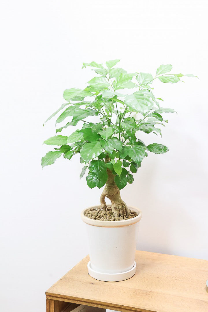 【ヘテロパナックス】全高62cmの個性的な幹！爽やかなホワイトPOT！少しかわいさも残るシンプルな幹！とにかく個性があふれる幹なんです！