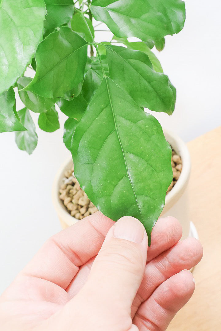 【ヘテロパナックス】全高62cmの個性的な幹！爽やかなホワイトPOT！少しかわいさも残るシンプルな幹！とにかく個性があふれる幹なんです！