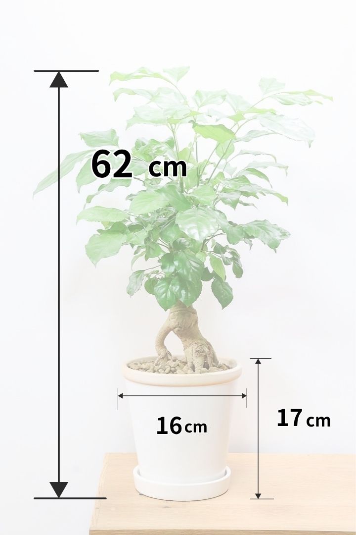 【ヘテロパナックス】全高62cmの個性的な幹！爽やかなホワイトPOT！少しかわいさも残るシンプルな幹！とにかく個性があふれる幹なんです！