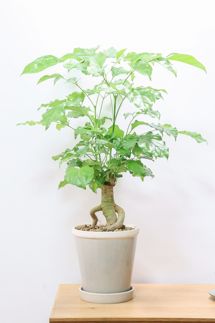 【ヘテロパナックス】全高65cmの個性的な幹！シックなグレーPOT！まるで肘をついているような幹！とにかく個性があふれる幹なんです！