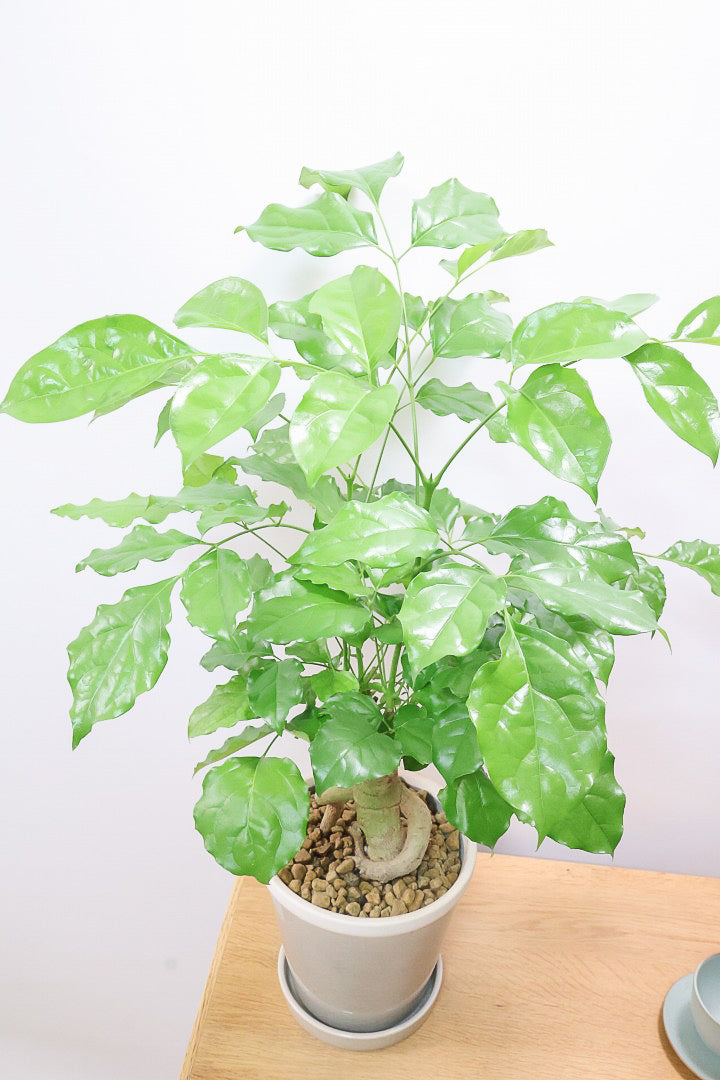 【ヘテロパナックス】全高65cmの個性的な幹！シックなグレーPOT！まるで肘をついているような幹！とにかく個性があふれる幹なんです！