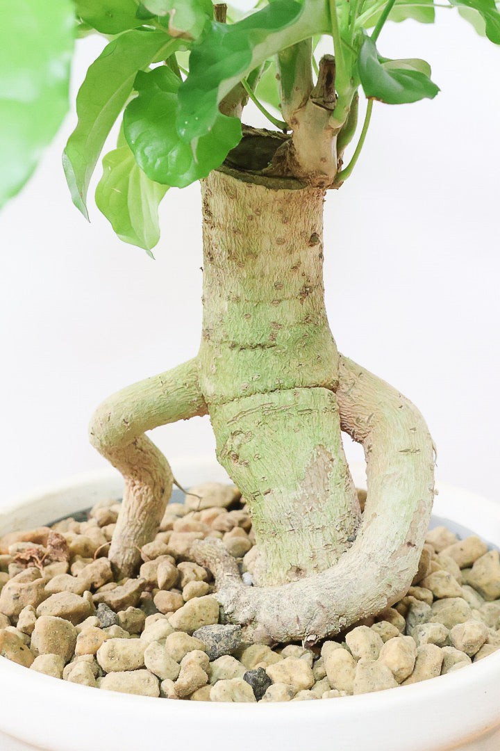 【ヘテロパナックス】全高65cmの個性的な幹！シックなグレーPOT！まるで肘をついているような幹！とにかく個性があふれる幹なんです！