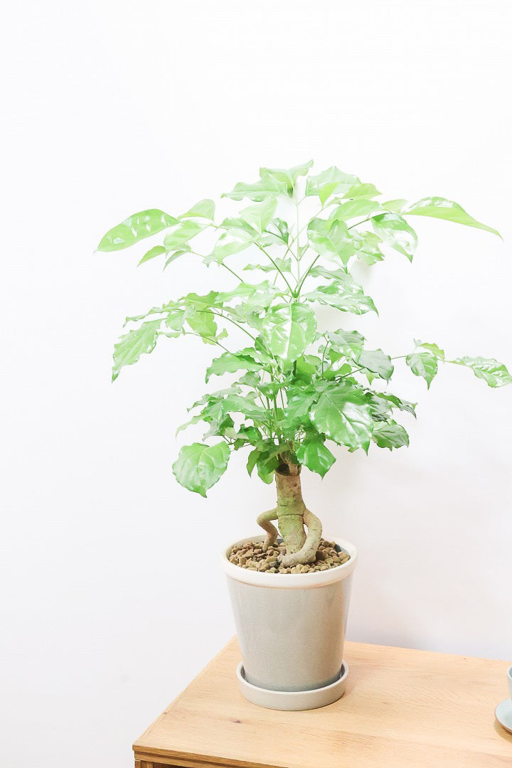 【ヘテロパナックス】全高65cmの個性的な幹！シックなグレーPOT！まるで肘をついているような幹！とにかく個性があふれる幹なんです！