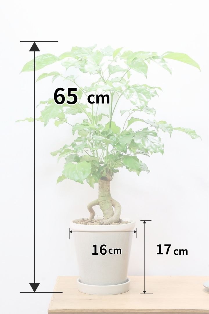 【ヘテロパナックス】全高65cmの個性的な幹！シックなグレーPOT！まるで肘をついているような幹！とにかく個性があふれる幹なんです！