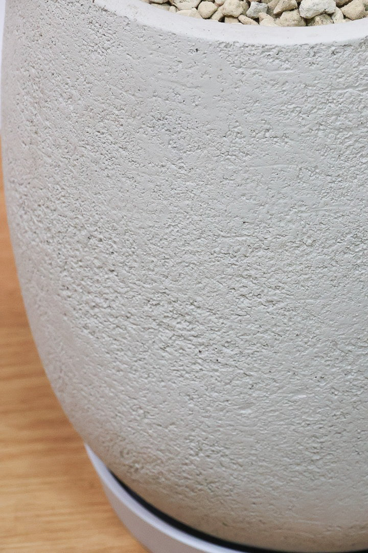 【ウンベラータ】高さ160cmの超BIGサイズ！しなやかでイイ感じの幹ですよ！ここまで大きくてボリュームのある樹形は今回限りですのでぜひ！