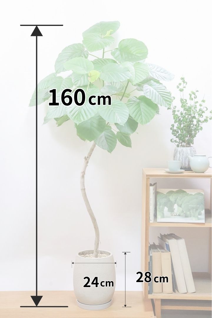 【ウンベラータ】高さ160cmの超BIGサイズ！しなやかでイイ感じの幹ですよ！ここまで大きくてボリュームのある樹形は今回限りですのでぜひ！