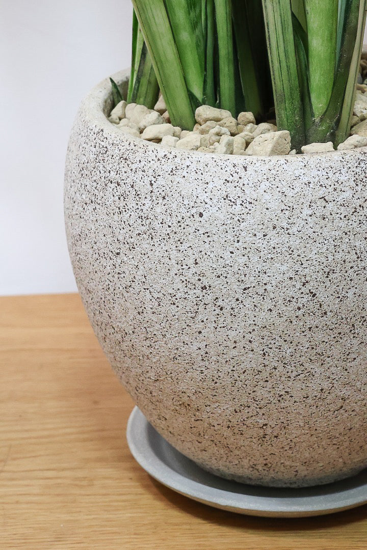 【サンスベリア センセーション】高さ90cmのちょうどいいサイズ！今回はシンプルなPOTに合わせてみました！ホワイトとグリーンのコントラストが抜群！