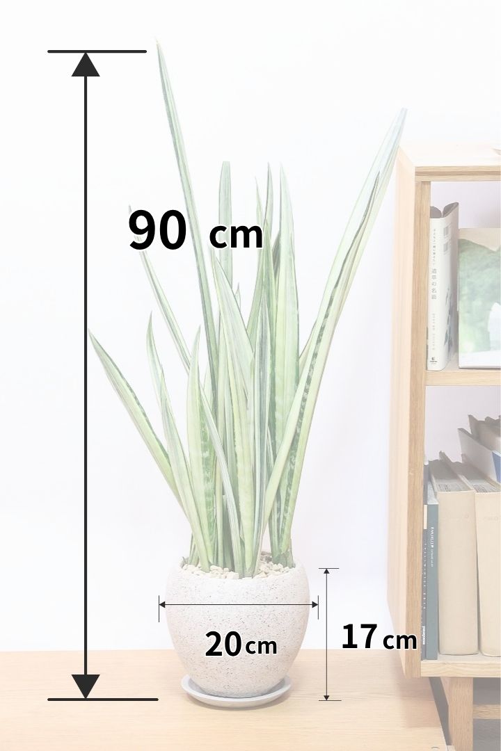 【サンスベリア センセーション】高さ90cmのちょうどいいサイズ！今回はシンプルなPOTに合わせてみました！ホワイトとグリーンのコントラストが抜群！