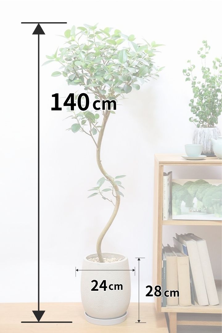 【フランスゴム】全高140cmのスリムでスタイリッシュなサイズ！今回も素敵なカーブの幹のものが入荷しました！お部屋のインテリアにピッタリですよ！