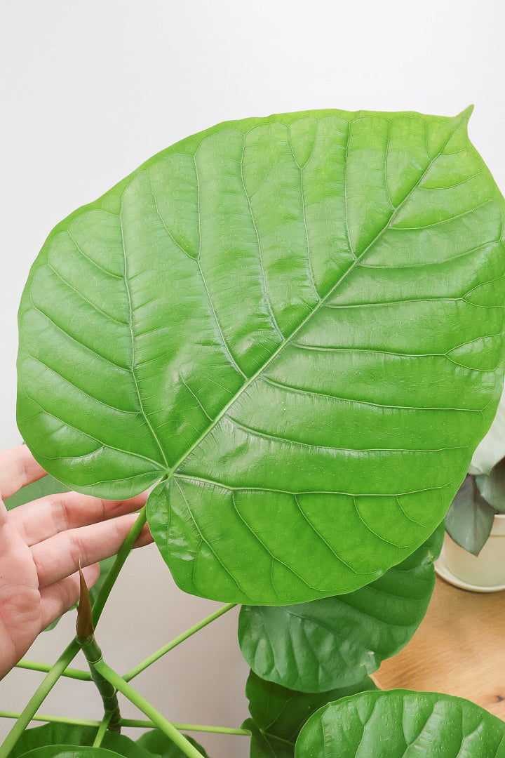 【ウンベラータ】高さ115cmの幹が太すぎるタイプ！沖縄でしっかりと時間をかけて作り込まれた逸品ですのでおススメですよ！