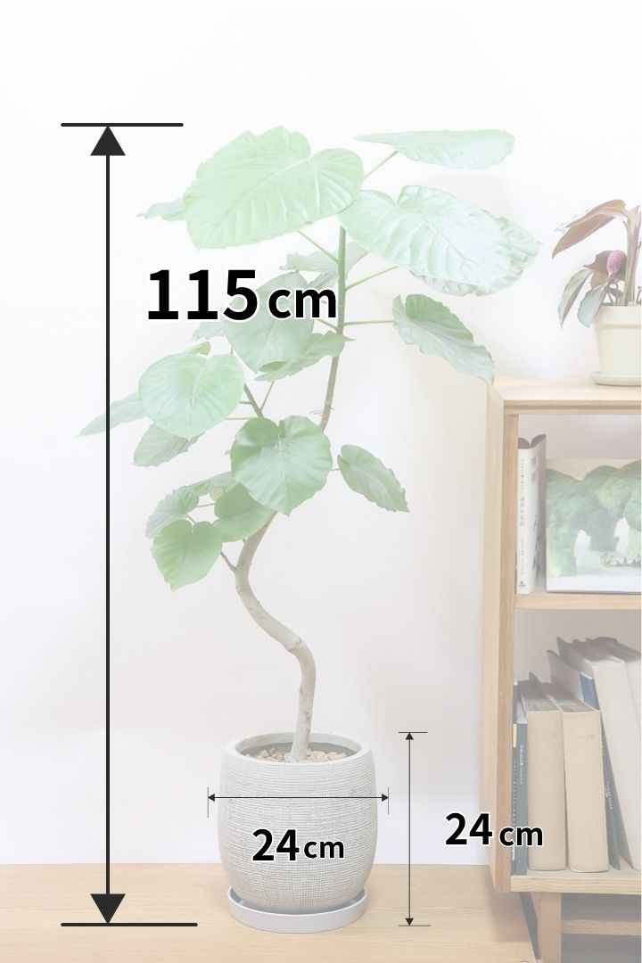 【ウンベラータ】高さ115cmの幹が太すぎるタイプ！沖縄でしっかりと時間をかけて作り込まれた逸品ですのでおススメですよ！