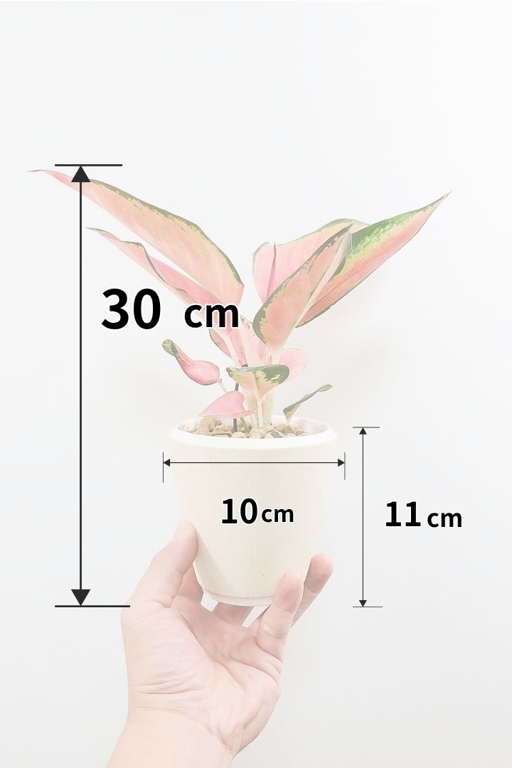 【アグラオネマ チャイナレッド】高さ30cmのかわいいサイズ！久々の入荷となった目が覚めるような美しい赤色がとても美しい観葉植物です