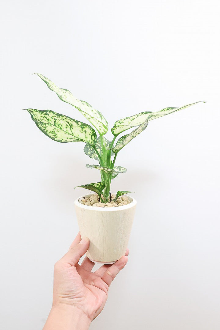 【アグラオネマ シルバーコスメティック】高さ30cmのかわいいサイズ！APEGOでは初入荷のホワイト系の美しい品種です！
